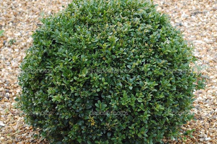 A neighbor of the alleged offender saw Berg naked in the back of their property. Aware he was wrong he covered the sensitive parts of his body with the cover of a garbage bin, apologized and went into his home.