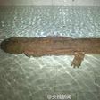 ___4466556___https:______static.pulse.com.gh___webservice___escenic___binary___4466556___2015___12___15___17___giant-salamander