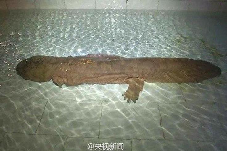 ___4466556___https:______static.pulse.com.gh___webservice___escenic___binary___4466556___2015___12___15___17___giant-salamander
