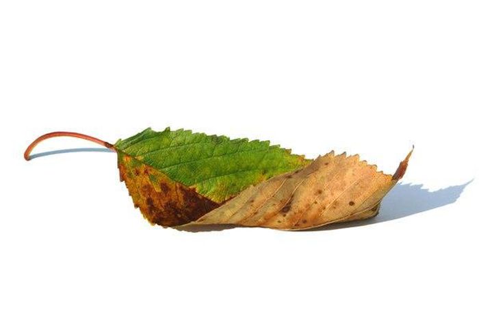 ___3957868___https:______static.pulse.com.gh___webservice___escenic___binary___3957868___2015___7___10___7___nbStWqU