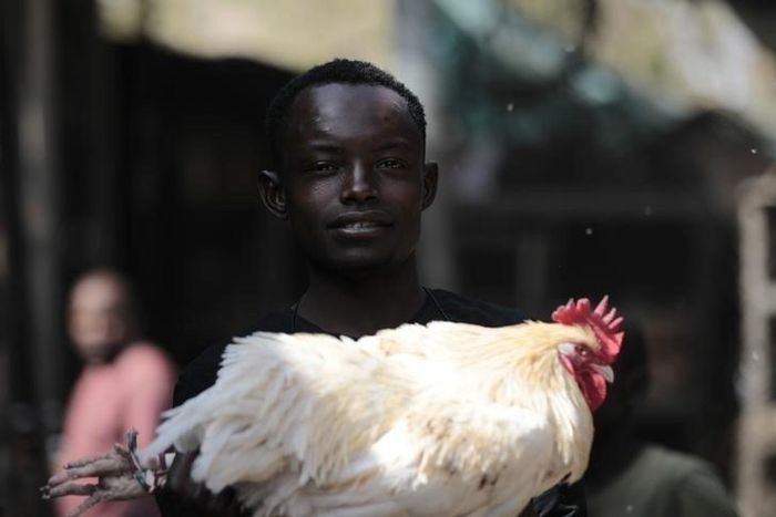 A man poses with a chicken at a local market in Gombe state, January 30, 2015. REUTERS/ Afolabi Sotunde