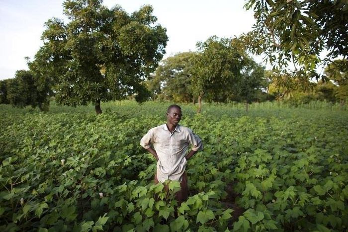 Cotton farmer Karim Traore, 29, surveys his cotton field outside Koutiala August 30, 2012. REUTERS/Joe Penney