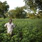 Cotton farmer Karim Traore, 29, surveys his cotton field outside Koutiala August 30, 2012. REUTERS/Joe Penney