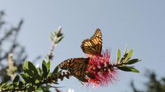 With 86% Drop, California's Monarch Butterfly Population Hits Record Low