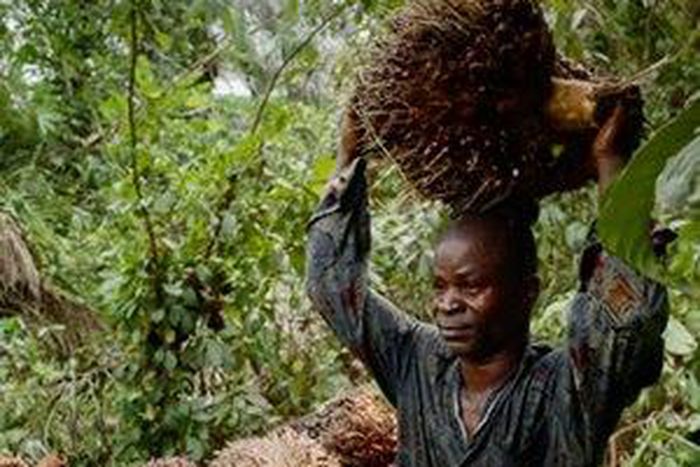 Palm oil plantation invasion in Liberia