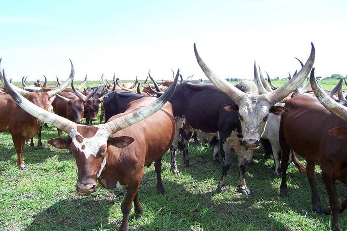 Board records 70 farmers/herdsmen conflicts in Jigawa