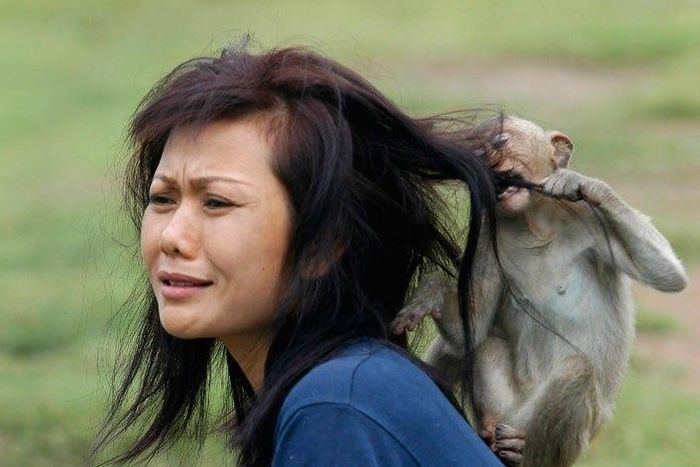 A photo from 'The Monkey Buffet' festival