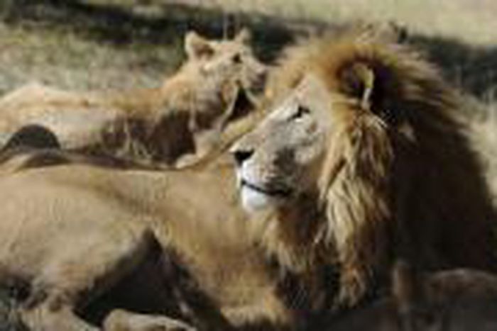 Rwanda brings lions back to safari park, plans for rhinos