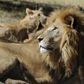 Rwanda brings lions back to safari park, plans for rhinos
