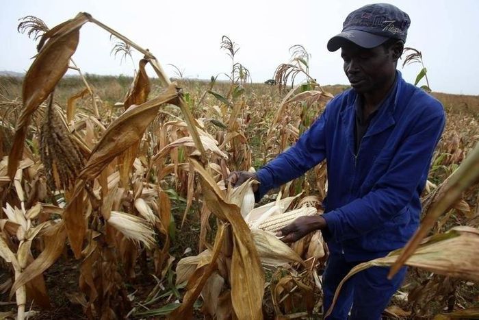 A Zimbabwean man, Graham Matanhire, harvests maize from a field in a peri-urban suburb of Mabvuku in Harare, April 10, 2014.   REUTERS/Philimon Bulawayo
