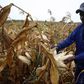 A Zimbabwean man, Graham Matanhire, harvests maize from a field in a peri-urban suburb of Mabvuku in Harare, April 10, 2014.   REUTERS/Philimon Bulawayo