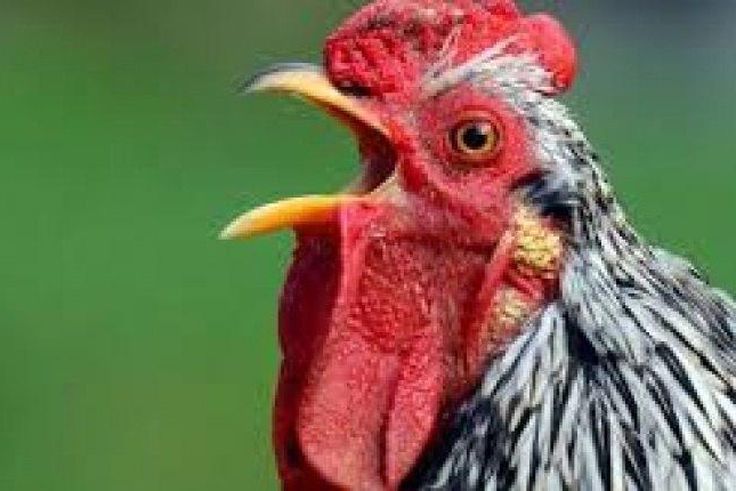 States enlist prisoners, plan biosecurity to combat threat