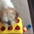The clever dog fitting the coloured shapes in the right holes