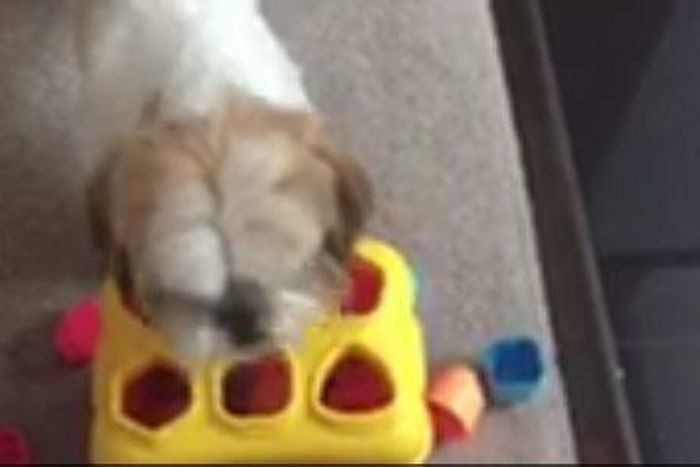 The clever dog fitting the coloured shapes in the right holes