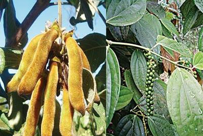 ___3887021___https:______static.pulse.com.gh___webservice___escenic___binary___3887021___2015___6___19___16___Cancer-plants1