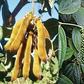 ___3887021___https:______static.pulse.com.gh___webservice___escenic___binary___3887021___2015___6___19___16___Cancer-plants1
