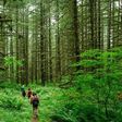 Hiking in the woods