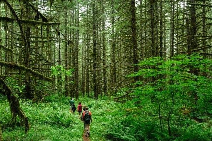 Hiking in the woods