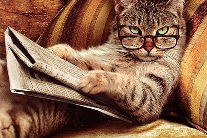 ___2849427___https:______static.pulse.com.gh___webservice___escenic___binary___2849427___2014___5___13___16___cat-reading-the-newspaper