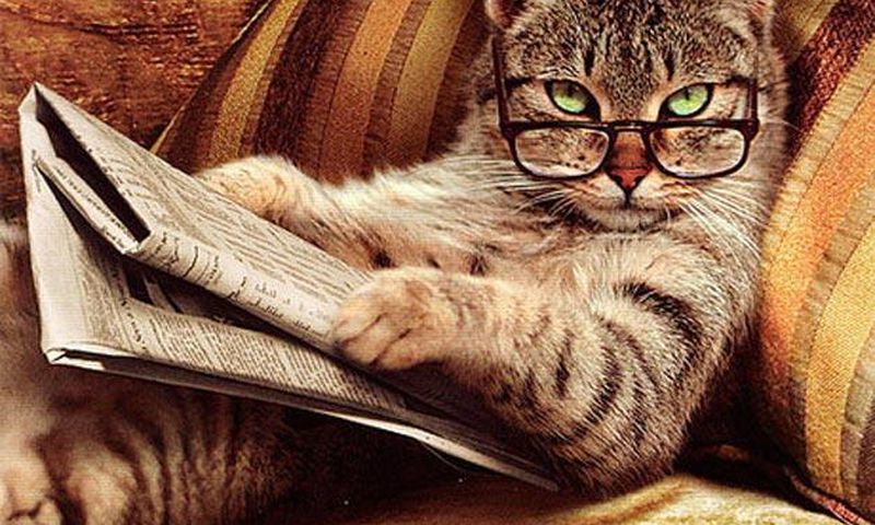 ___2849427___https:______static.pulse.com.gh___webservice___escenic___binary___2849427___2014___5___13___16___cat-reading-the-newspaper