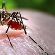 ___3696012___https:______static.pulse.com.gh___webservice___escenic___binary___3696012___2015___4___24___18____82494089_mosquitoc0093043-feeding_mosquito-spl_2