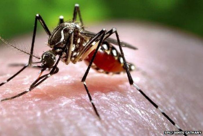 ___3696012___https:______static.pulse.com.gh___webservice___escenic___binary___3696012___2015___4___24___18____82494089_mosquitoc0093043-feeding_mosquito-spl_2