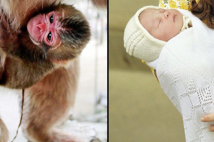 Princess Charlotte and baby monkey Charlotte/Landov