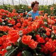 After food, now Russia burns Dutch flowers