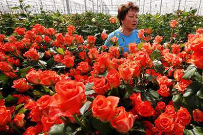 After food, now Russia burns Dutch flowers