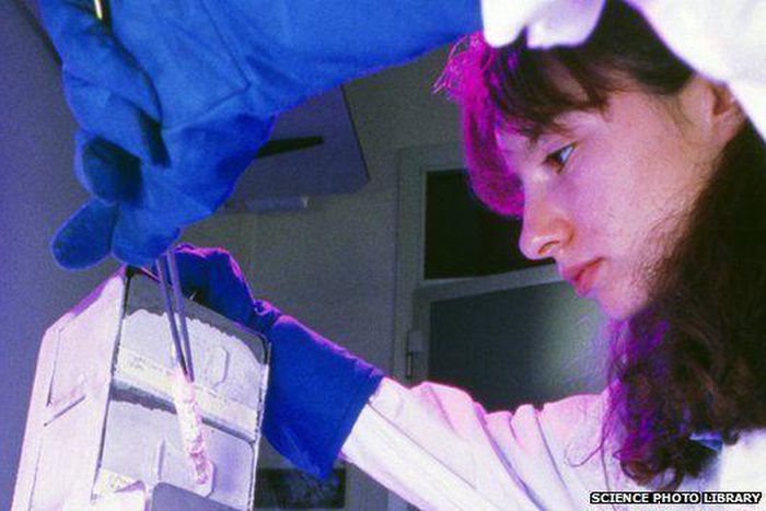 ___3850517___https:______static.pulse.com.gh___webservice___escenic___binary___3850517___2015___6___10___16____83514414_g2100572-dna_researcher_removes_tissue_from_liquid_nitrogen-spl