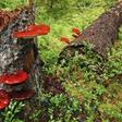 ___3902359___https:______static.pulse.com.gh___webservice___escenic___binary___3902359___2015___6___24___13____83800057_c0057694-reishi_fungus-spl