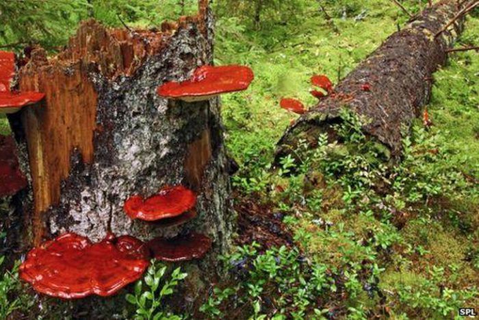 ___3902359___https:______static.pulse.com.gh___webservice___escenic___binary___3902359___2015___6___24___13____83800057_c0057694-reishi_fungus-spl