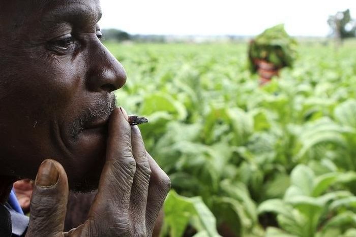 A farm worker smokes at a farm ahead of the tobacco selling season in Harare March 3, 2015. REUTERS/Philimon Bulawayo