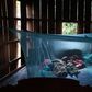 ___3843810___https:______static.pulse.com.gh___webservice___escenic___binary___3843810___2015___6___9___10___Malaria-bednet-Cambodia-008