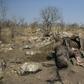 Roughly a quarter of the world population of rhinos has been killed in South Africa in the last eight years, due to demand for their horn