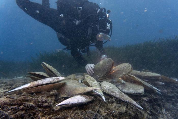 The noble pen shell, or Pinna nobilis, is one of the most emblematic species in the Mediterranean but is under threat from a parasite