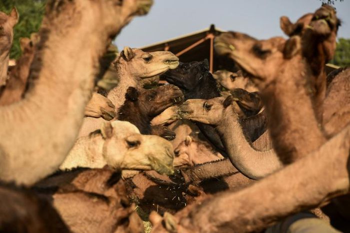 Demand for camel milk is increasing in India, a boon for the nation's nomads who herd them