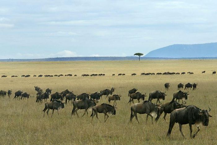 The Cessna plane was heading from the Masai Mara nature reserve, one of the most popular tourism destinations in Kenya