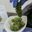 An employee weighs marijuana plants at a greenhouse in northern Israel on March 9, 2016