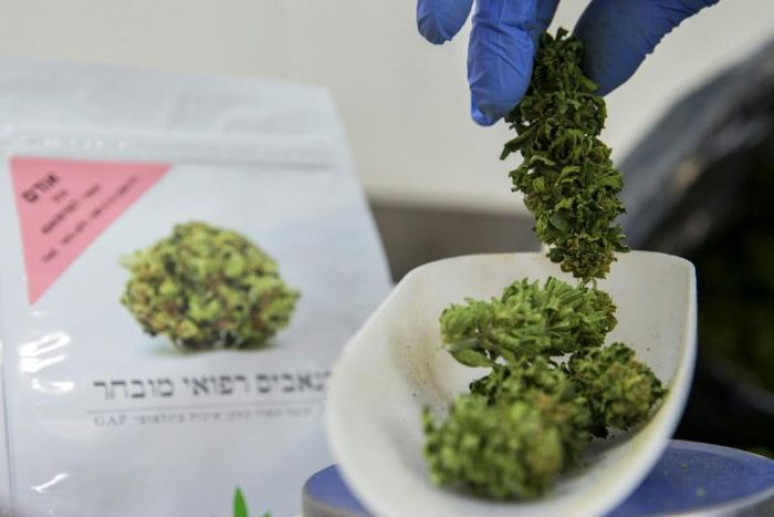 An employee weighs marijuana plants at a greenhouse in northern Israel on March 9, 2016