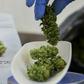 An employee weighs marijuana plants at a greenhouse in northern Israel on March 9, 2016