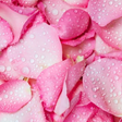 Discover the 5 beauty benefits of rose water today