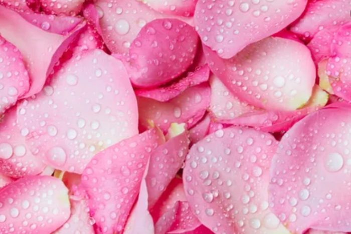 Discover the 5 beauty benefits of rose water today