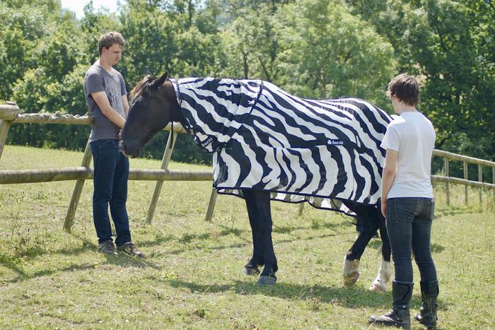Why Do Zebras Have Stripes? Scientists Camouflaged Horses to Find Out