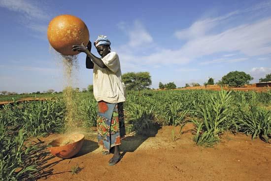 Millet farming in Nigeria [Britannica kids]