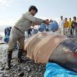 Beaked whales get stressed by sonar and can suffer decompression like scuba divers, according to researchers