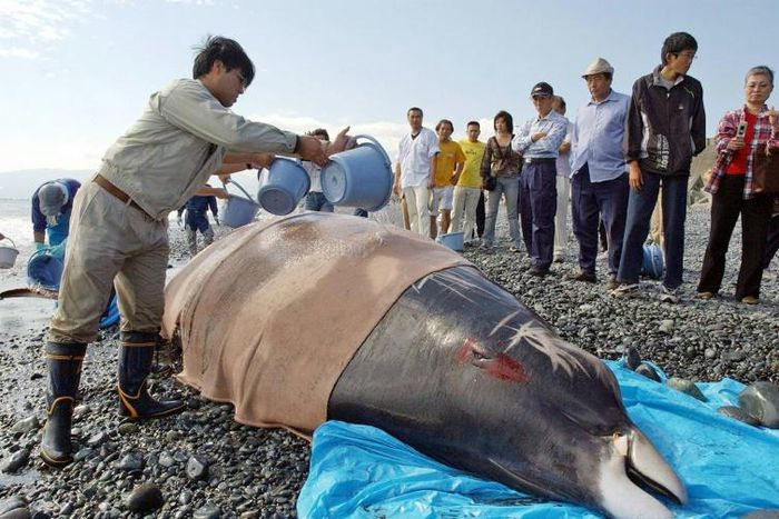 Beaked whales get stressed by sonar and can suffer decompression like scuba divers, according to researchers
