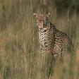The number of leopards in Africa has plunged 40 percent in Africa in recent years