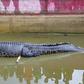 The crocodile, named Merry, killed the head of the pearl farm lab after she fell into its enclosure
