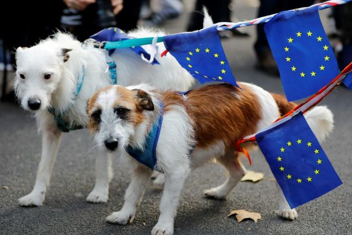 The Netherlands is hiring more vets to check animals imported from Britain in the event of a no-deal Brexit